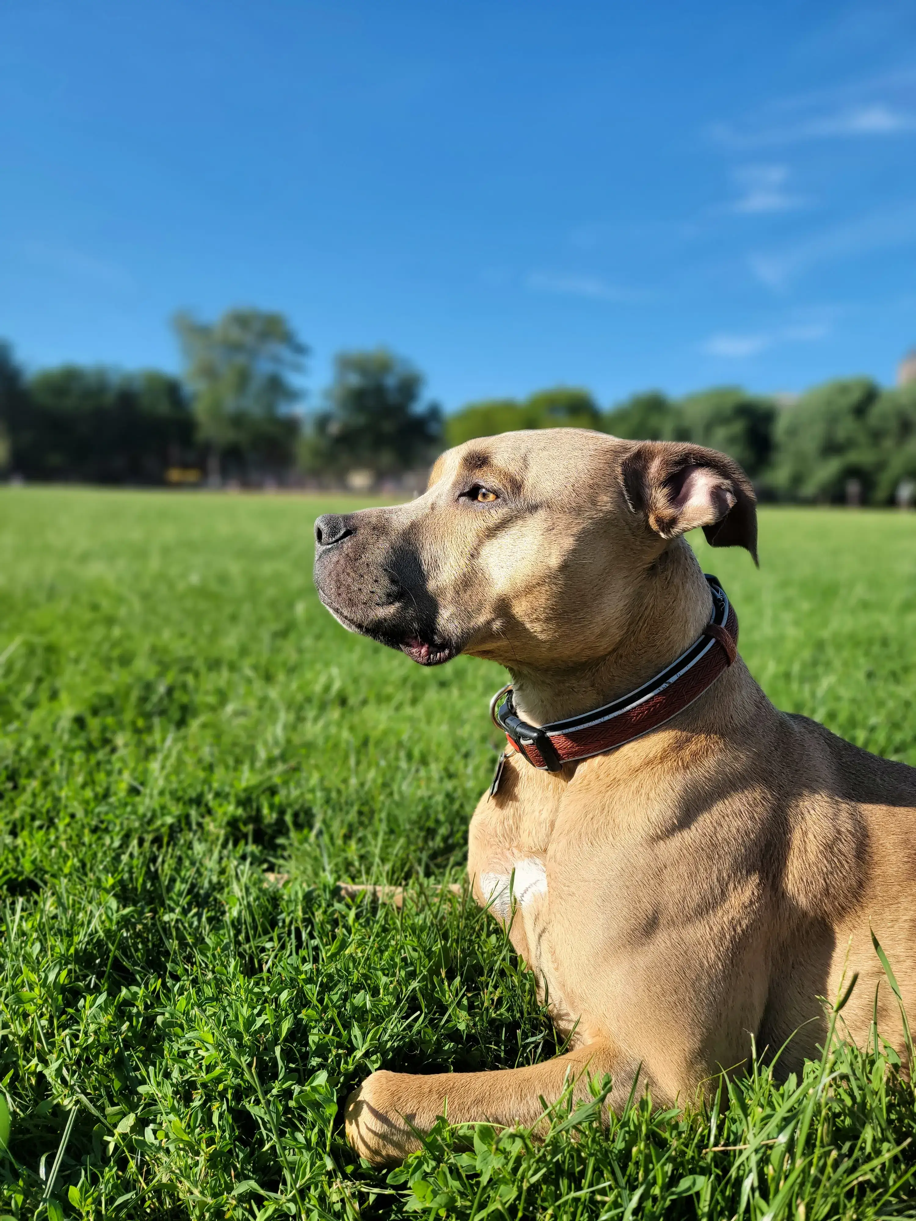Conor, the goodest boy